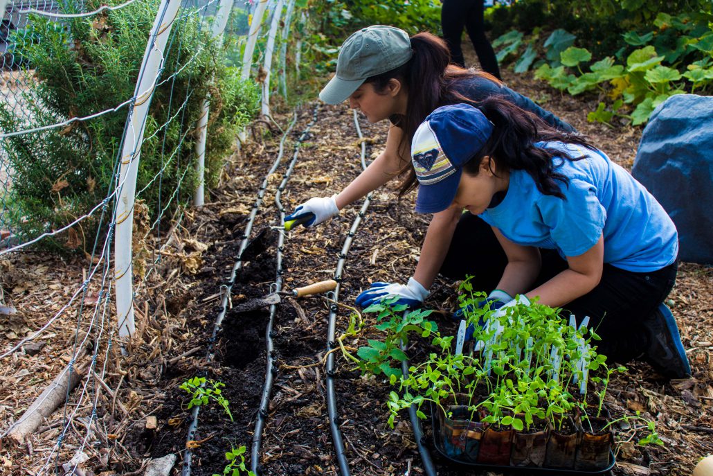 Two students planting peas in a garden