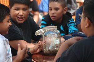 youth look at sage plants