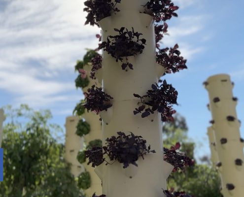 Tower garden at UCLA.